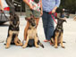 photo of beginners training for the conformation show